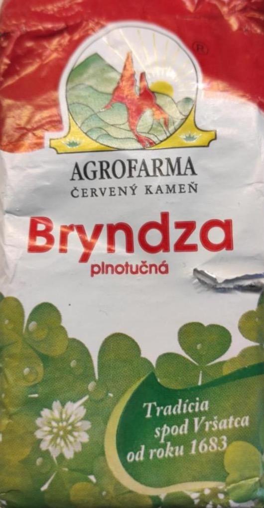 Zdjęcia - Bryndza